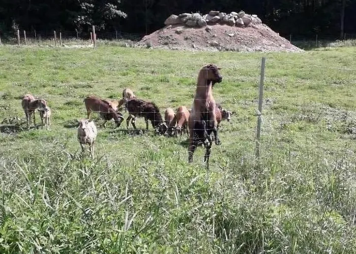 Tamara In By Interhome * Eppenschlag